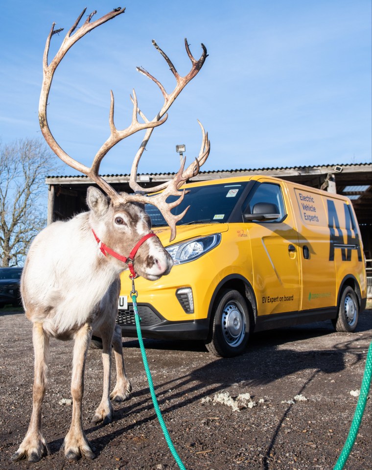 The AA is even providing cover for Santa's reindeer this Christmas