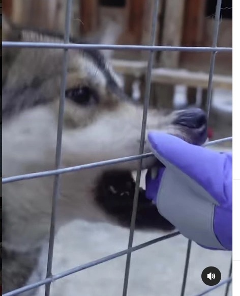 One of the huskies ends up pinching Archie's glove