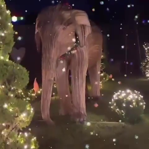 She also has a giant elephant statue in her back garden