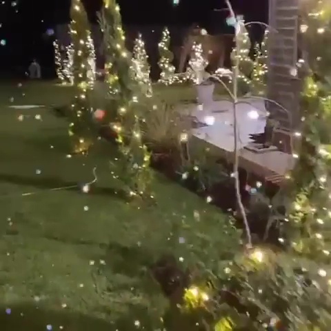 Gemma's trees were covered in fairy lights