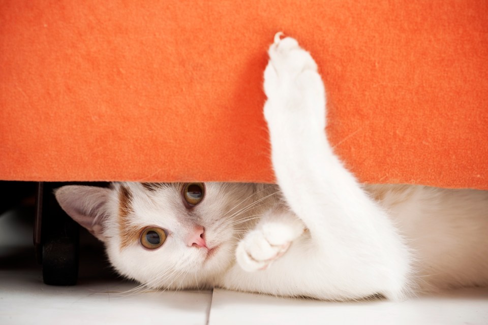 A cat hiding could be a sign that it doesn't like you, but could also indicate an underlying health issue, so it's worth keeping a close eye on