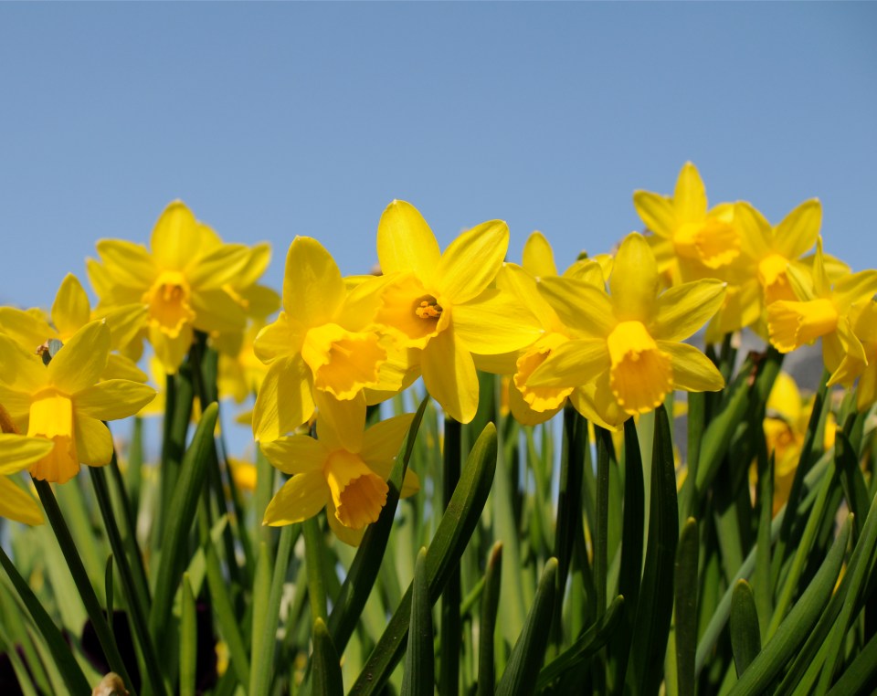 The best time to plant daffodils is in spring