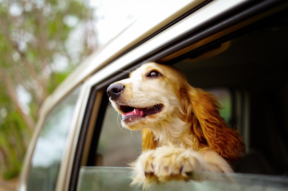 Violating the Highway Code's guidance on dogs in cars could land you a hefty fine