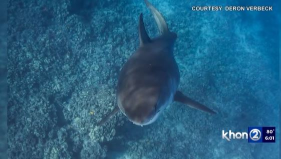 Verbeck says the shark was curious about what he was doing