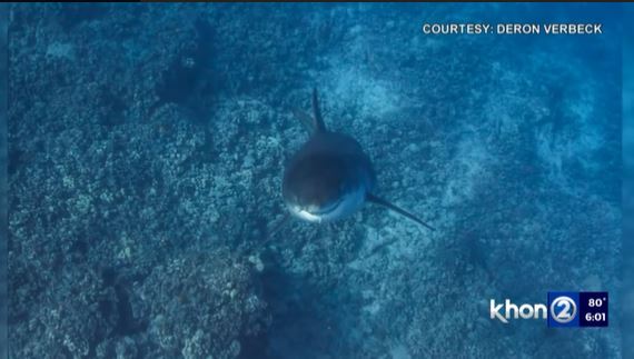 The diver came face to face with a great white shark