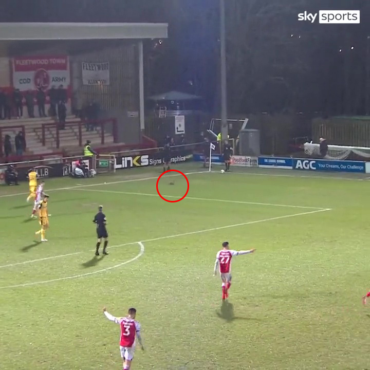 A duck trotted his way on to the pitch during Fleetwood vs Bolton