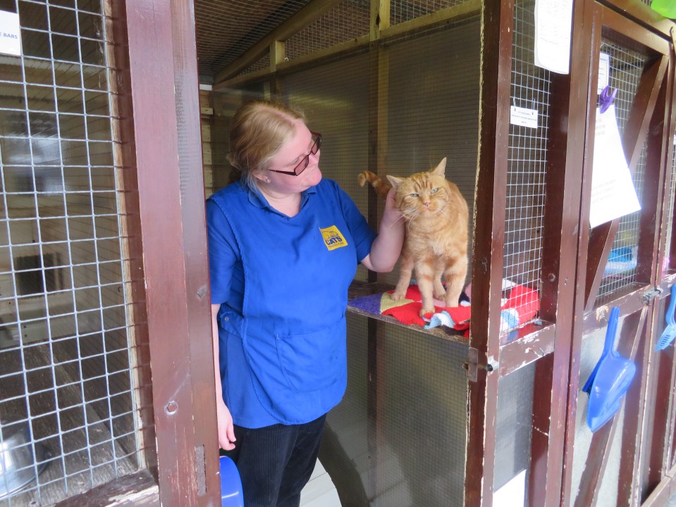 Hannah with one of her feline friends