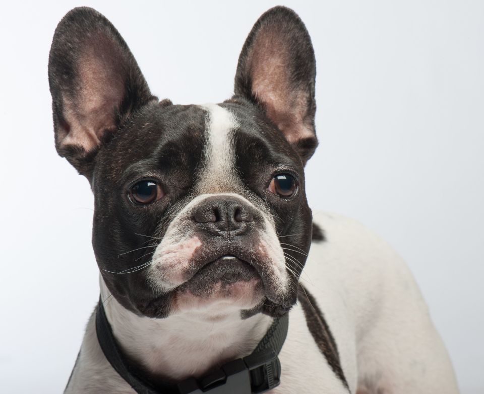 Shona wants to know why her French Bulldog still urinates in the house