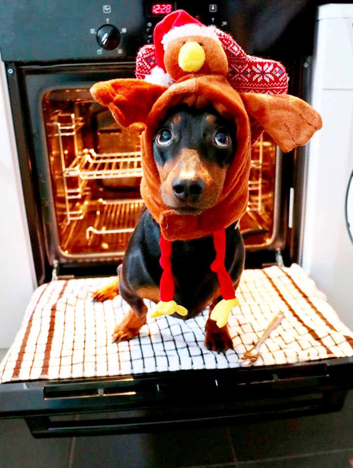 Dachshund Harlso has been entertaining fans on the internet