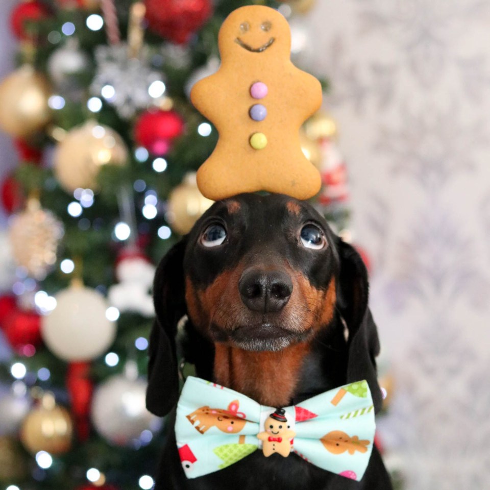 Harlso stays focussed as he balances a gingerbread man on his head