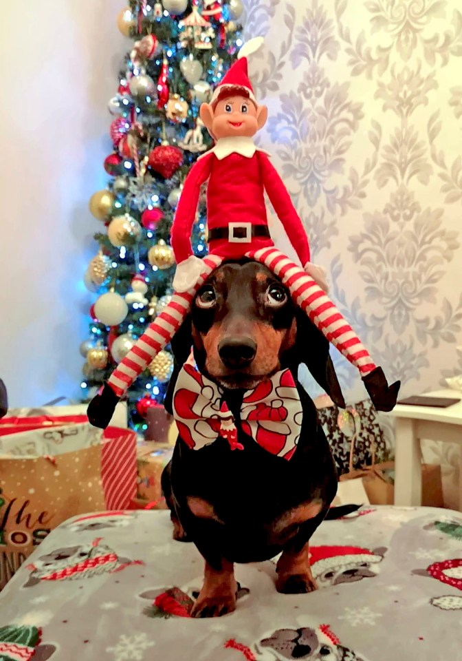 Sausage dog Harlso shows he loves his new role as a balancing act — by keeping an Elf on the Shelf on his head