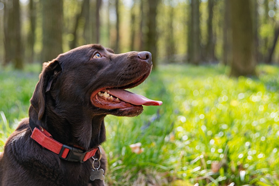 There could be several reasons why your pet pooch is eating plants