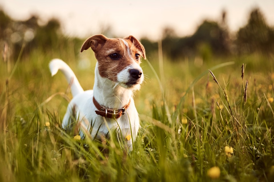 Owners are advised to contact a vet if they suspect their dog may have eaten a poisonous plant