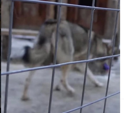 The cheeky animal runs off with the glove after Archie failed to heed his dad's warning to hide it