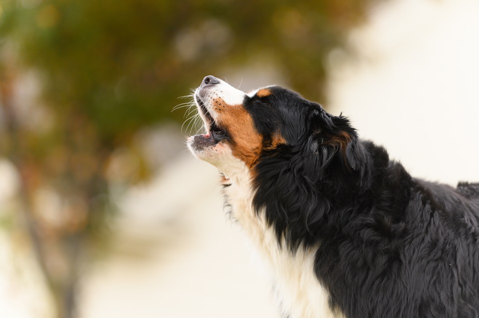 If your dog barks excessively it could prove costly for owners