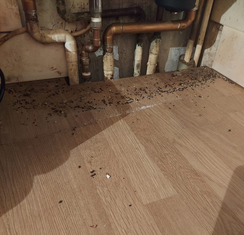 Mouse droppings litter the home