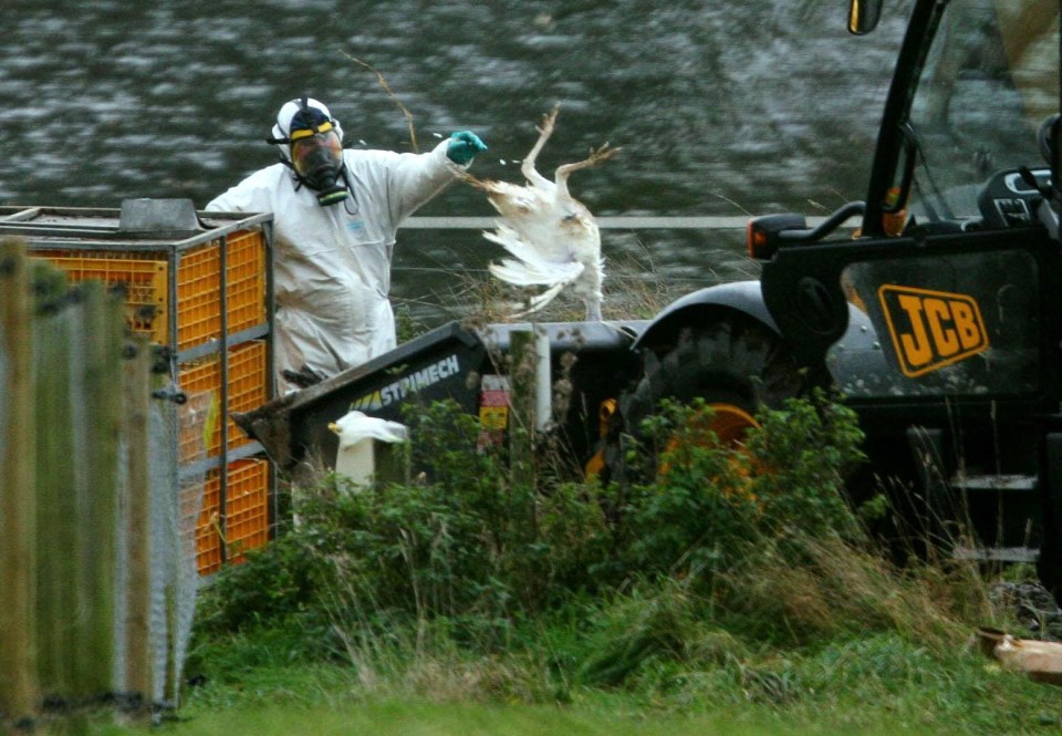 Turkeys being removed from a farm in Suffolk during a previous outbreak