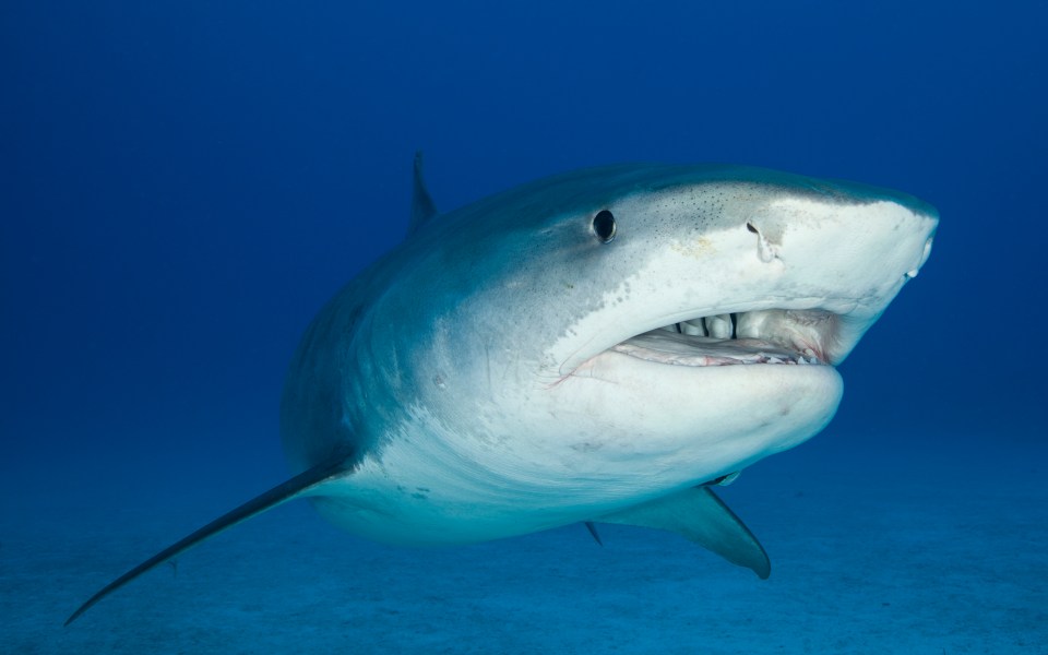 If ocean temperatures continue to rise, the UK could see more sharks in their oceans