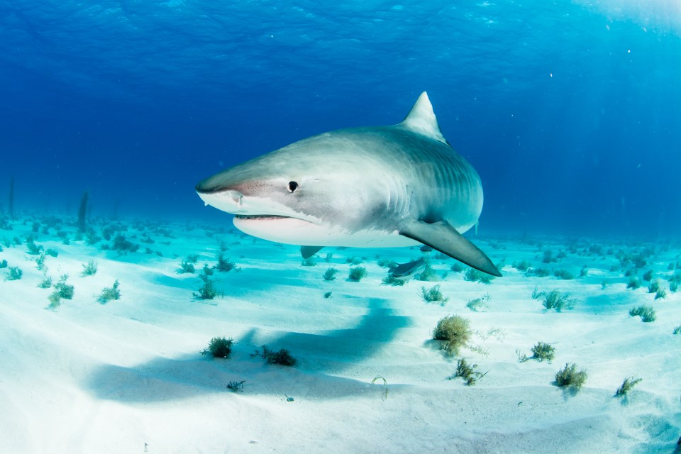 Tiger sharks are the second most deadly type of shark in the world