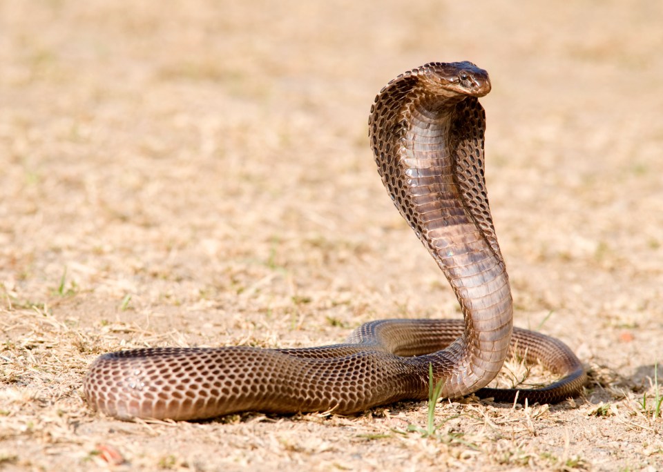 Snake lovers have slammed the TV host for scaremongering