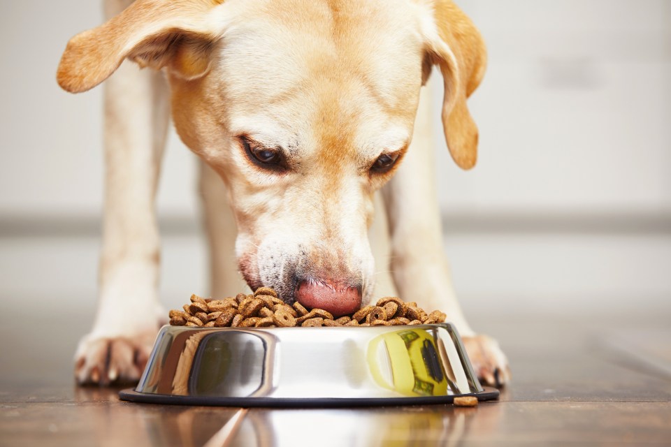 Careful not to overfill your dog’s food bowl