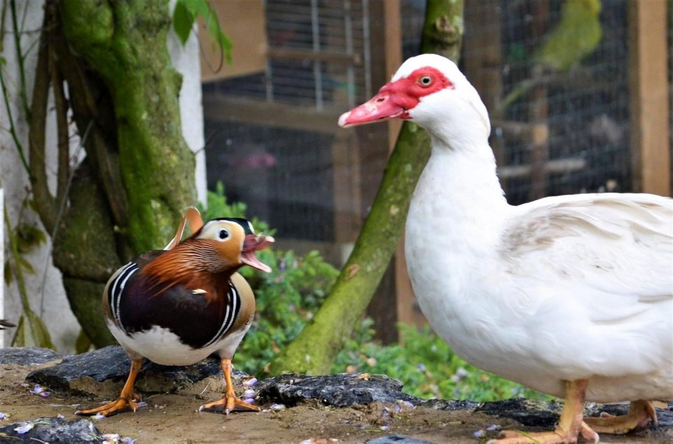 Alan looks after ducks at his home in Buckfastleigh