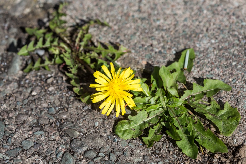 Repeatedly blasting weeds with boiling water or a flame gun should stop them returning