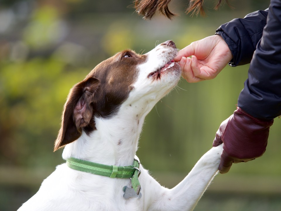 Rewarding your dog with treats for good behaviour will have them associate the two and encourage them to behave better