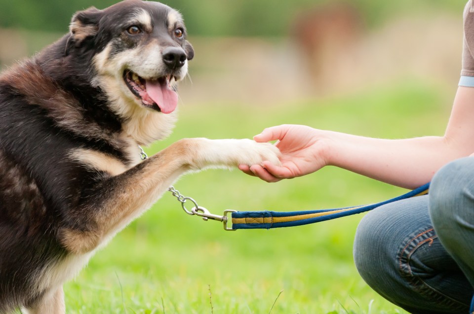 Once they longer need treats, you can reward your dog with things they enjoy doing