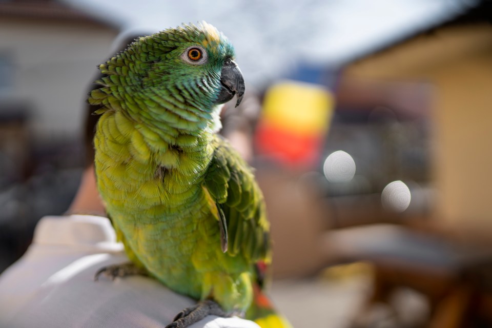 Sean helps a reader with a broken-hearted parrot