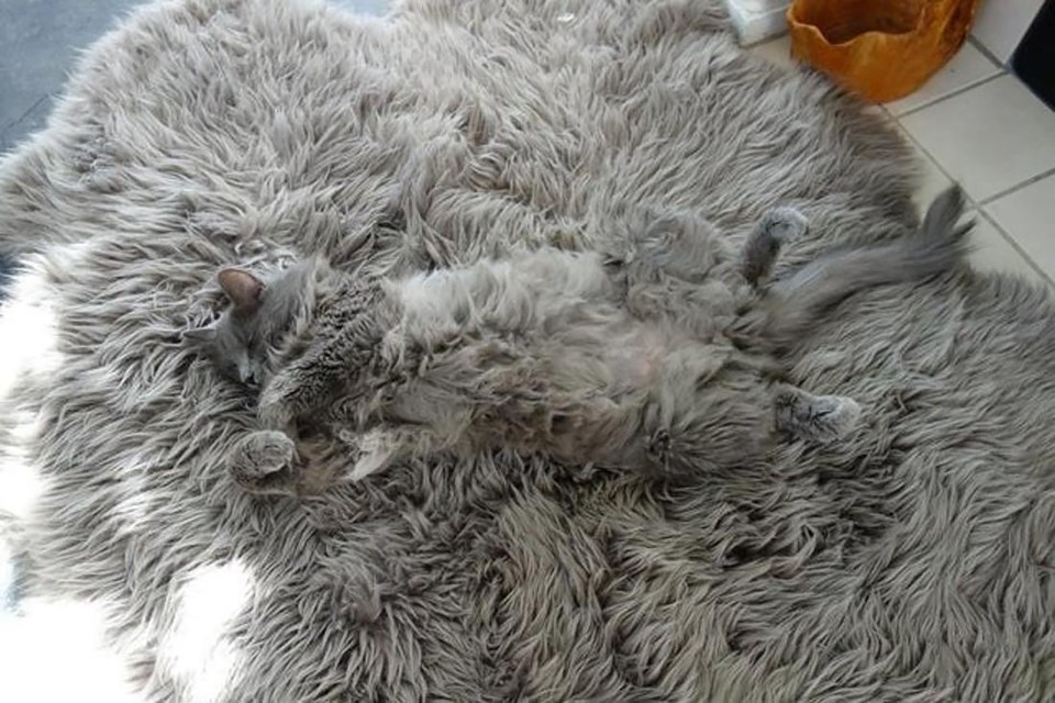 The cat disguised itself in a rug which was an identical colour