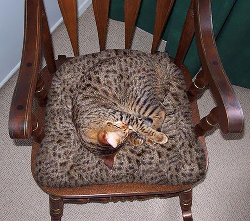 Don't accidentally sit on this cat hiding on a chair