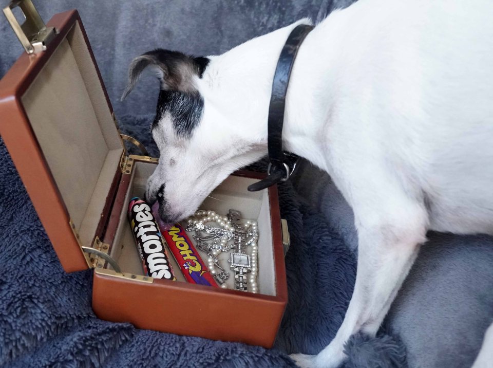 Susan Woolner’s dog sniffed out the classic chocs, as the Smarties tube shows a use-by-date of 1/10/1993