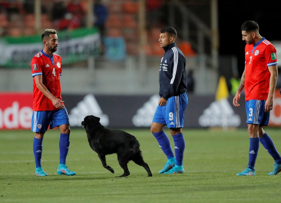 A dog bizarrely took to the field as Argentina beat Chile