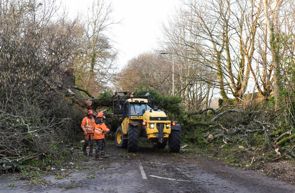 In Alton, a tree thought to be at least 10ft tall fell on a residential road. Two men in their 20s were injured, one fatally