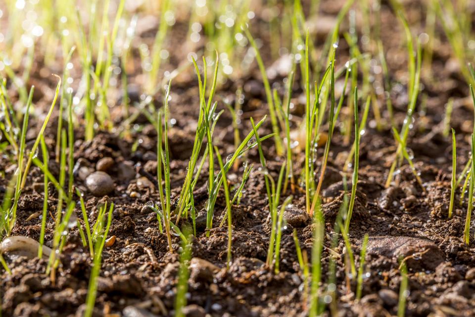 A real grass lawn can provide oxygen for your family