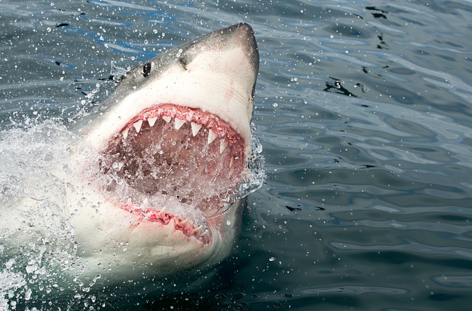 This was the first fatal shark attack in the area since 1963