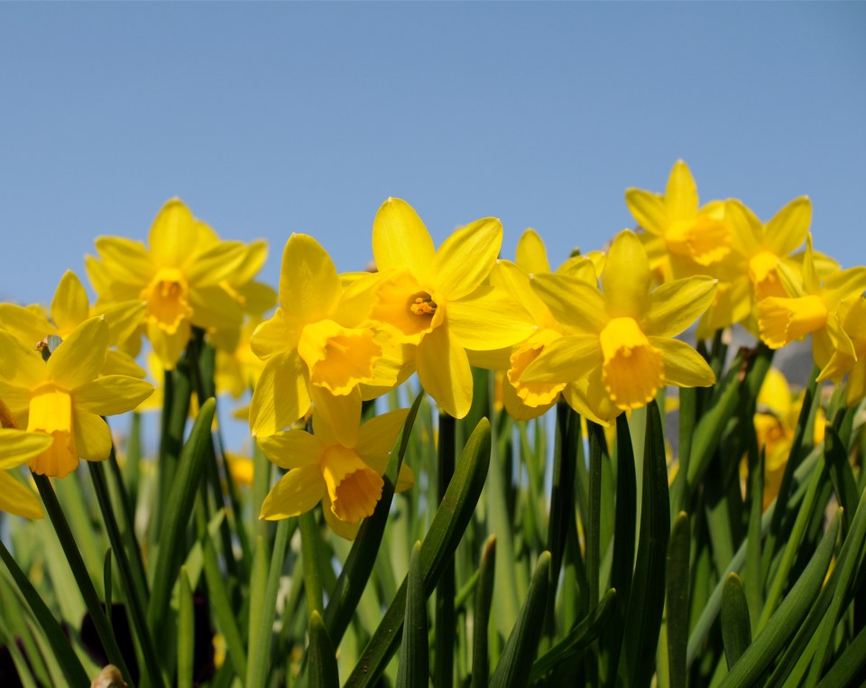 Donna said, ‘I know they look a little bit alike when they haven’t bloomed, especially when they both come with elastic around them’