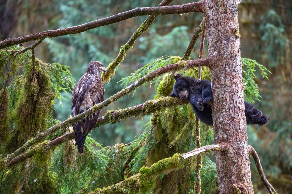 A shot of a surprising encounter between an eagle and a bear cub up a tree was also a favourite with voters