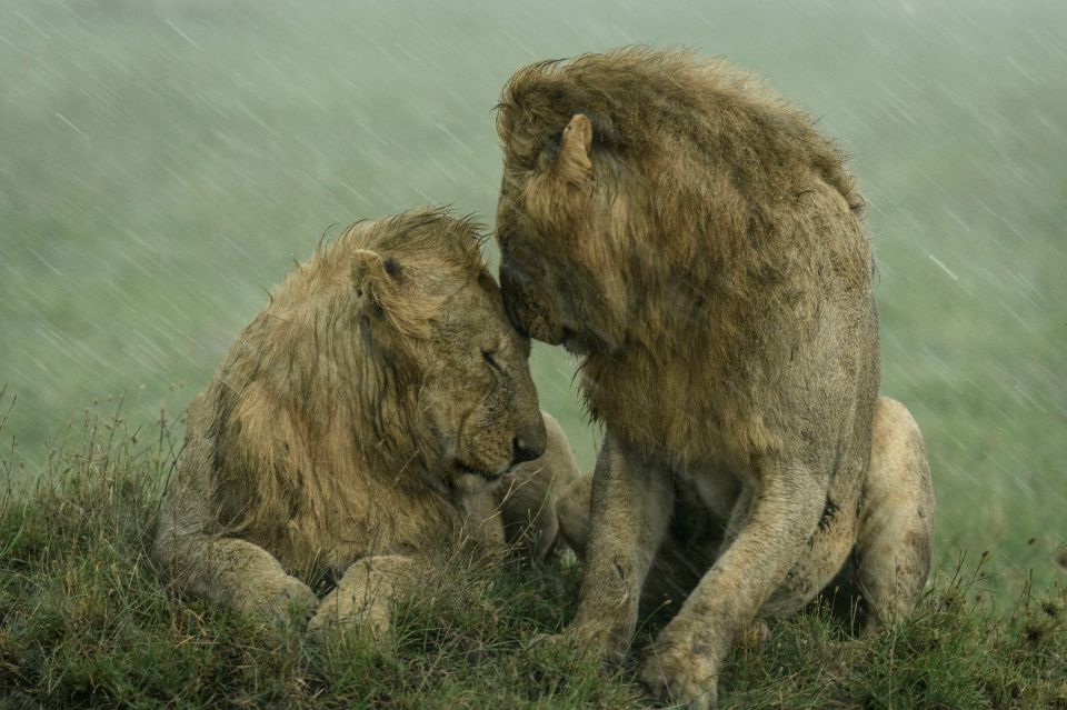 The soggy big cats were captured in Kenya by wildlife photographer Ashleigh McCord