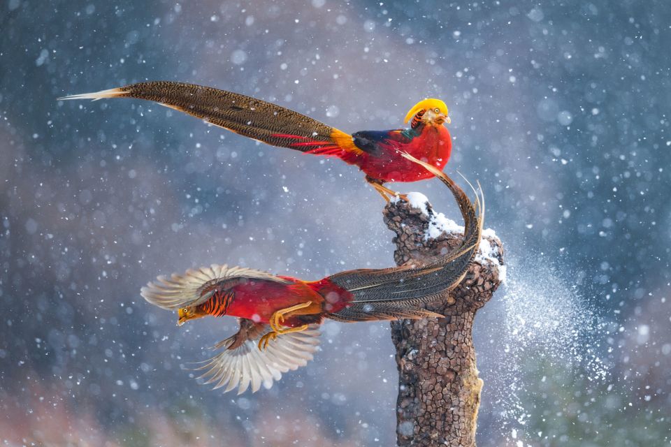 An image of two birds elegantly perched and flying in the snow, titled 'Dancing in the Snow' by Qiang Gui was Highly Commended