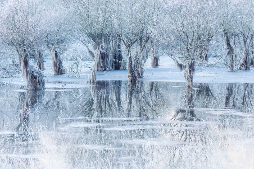 An image of willows reflected in a frozen Italian lake dedicated to a lost friend, captured by photographer Cristiano Vendramin, was crowned the winner