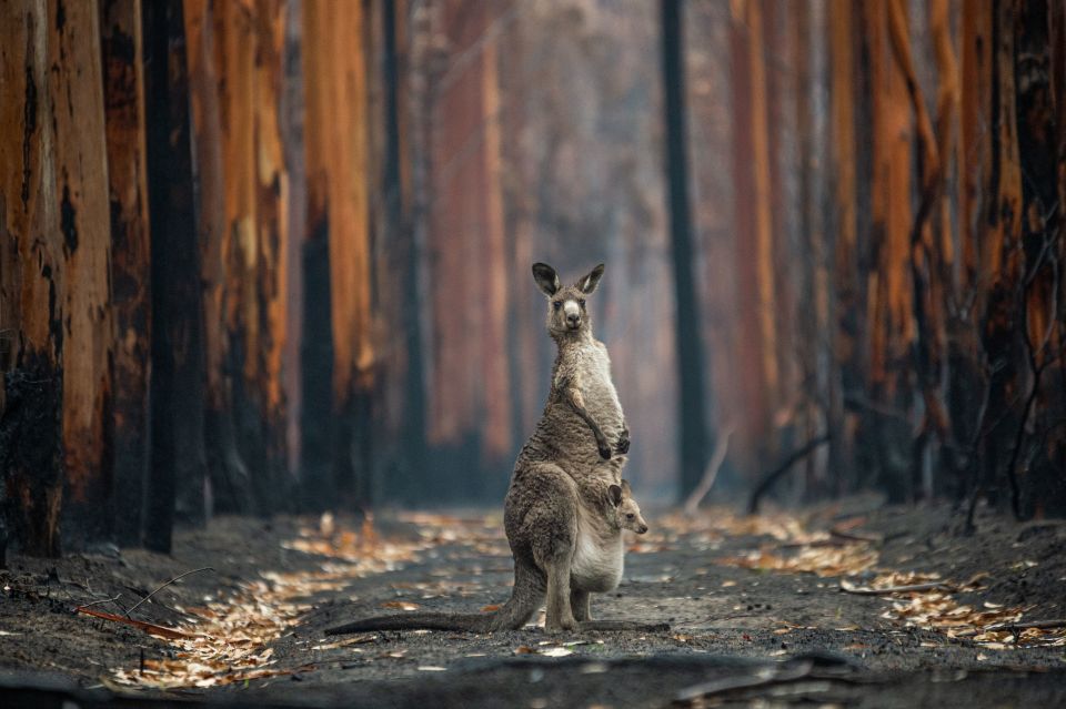 A kangaroo and her joey in her pouch stood upright on a charred forest road, titled 'Hope in a burned plantation', by Jo-anne McArthur was also Highly Commended