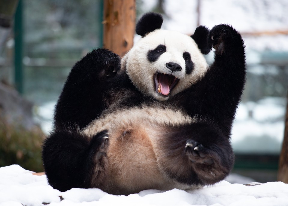 The animal was snapped playing in the snow at a zoo in Nanjing city, Jiangsu province, China