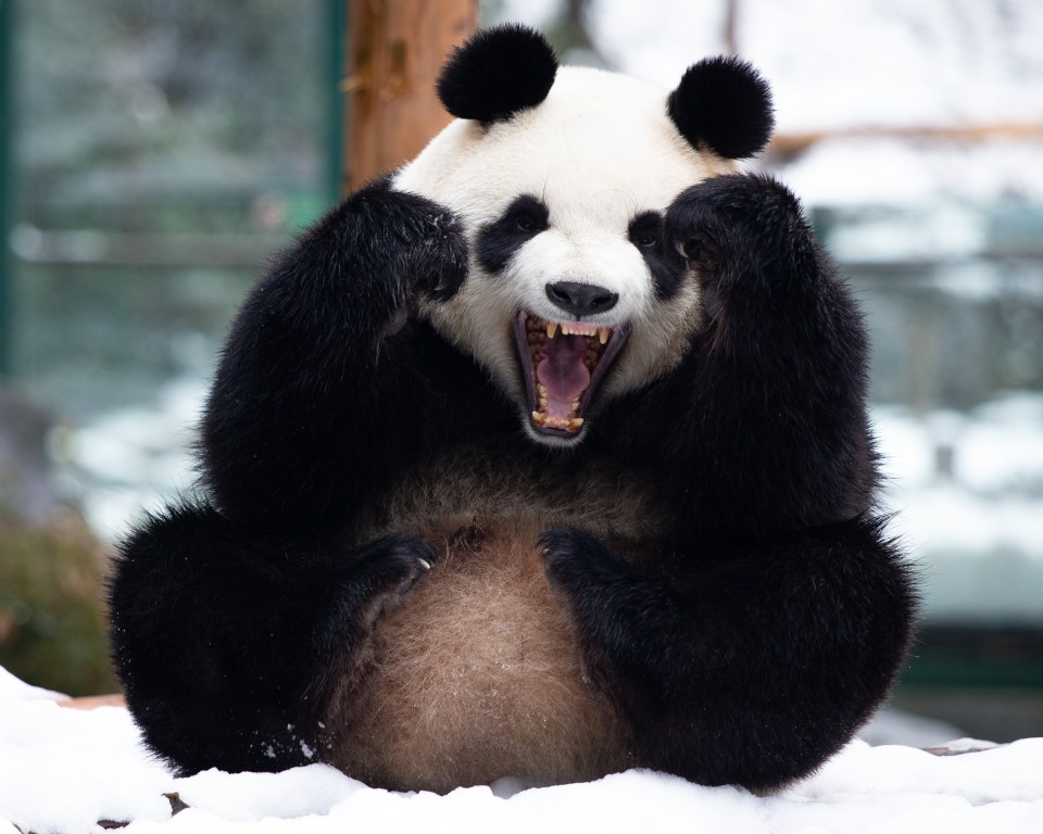 This panda looks like world heavyweight boxing champion Tyson Fury — although he must be a southpaw