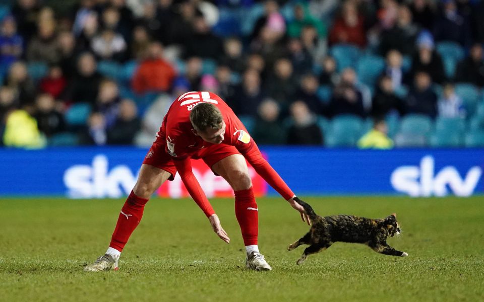 A surprise visitor interrupted Sheffield Wednesday's game with Wigan at Hillsborough