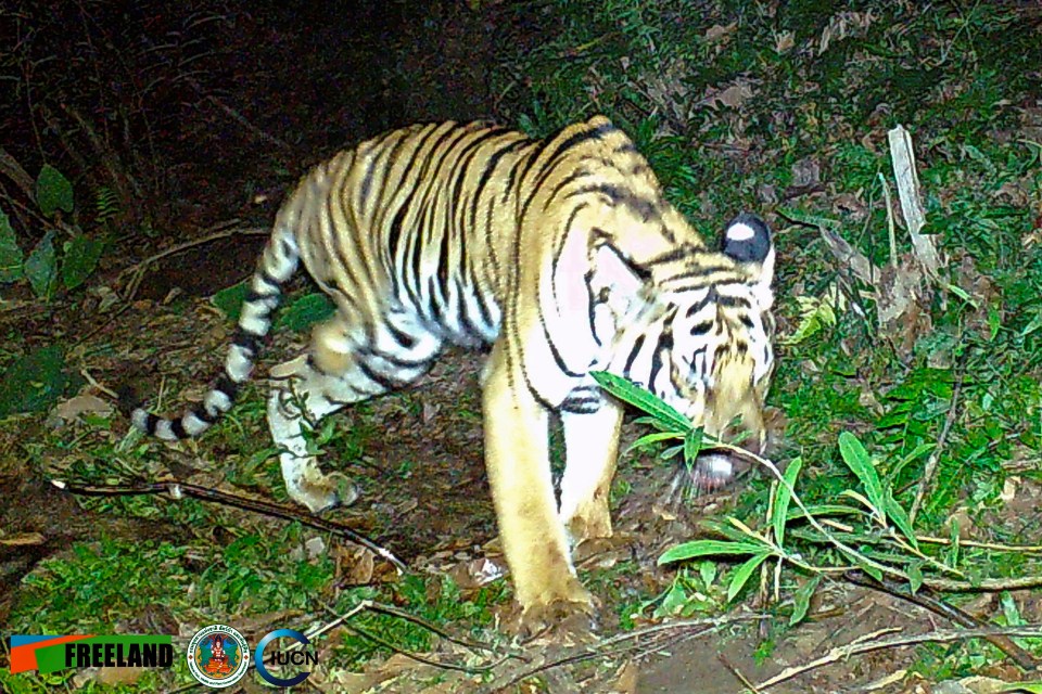 The three-legged tiger was pictured in western Thailand