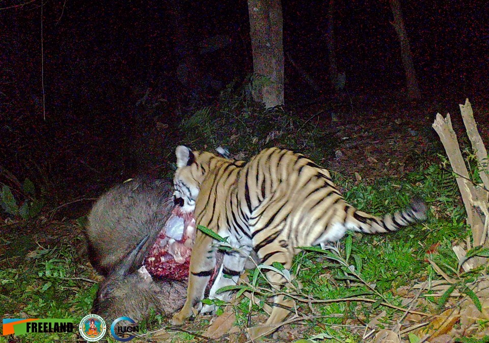 The three-legged tiger gorges on a buffalo in the startling pictures