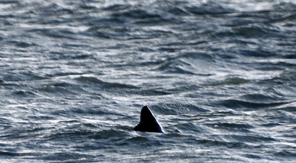 A local spotted the distinctive triangular fin in the sea in West Sussex