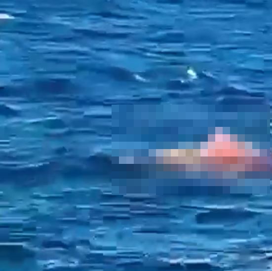 A distressing video of the attack showed the shark thrashing around in the bloodied water